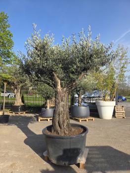 Preview: Olivenbaum Hojiblanca  260 cm -  (ca. 100 Jährig) mit schöne verzweigten Stämmen - Nr.120